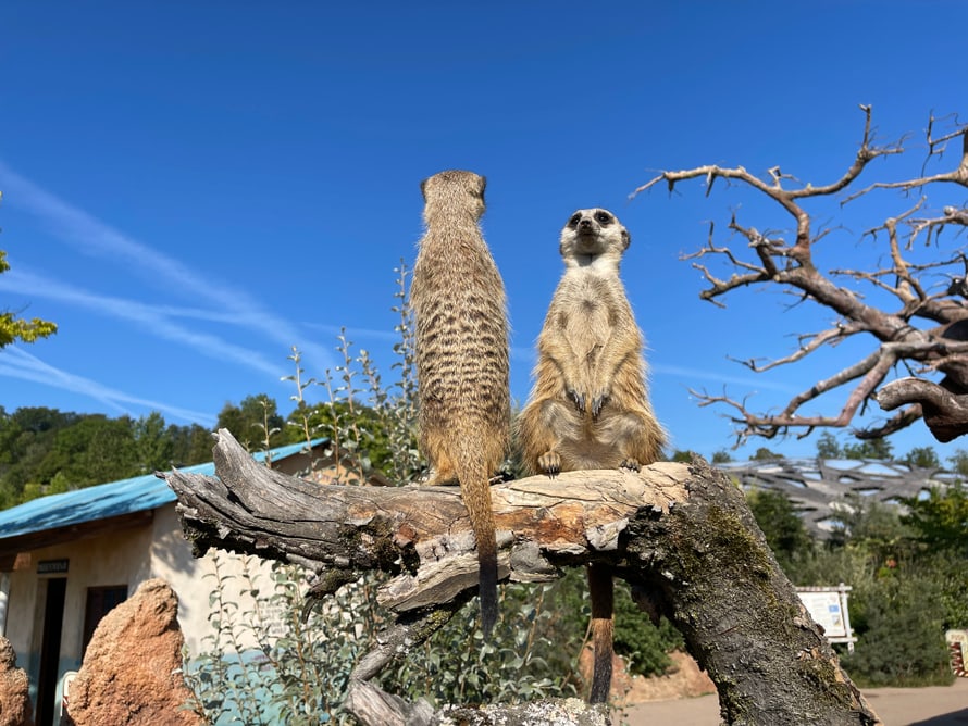 Erdmännchen an einem Wachposten im Zoo Zürich. 