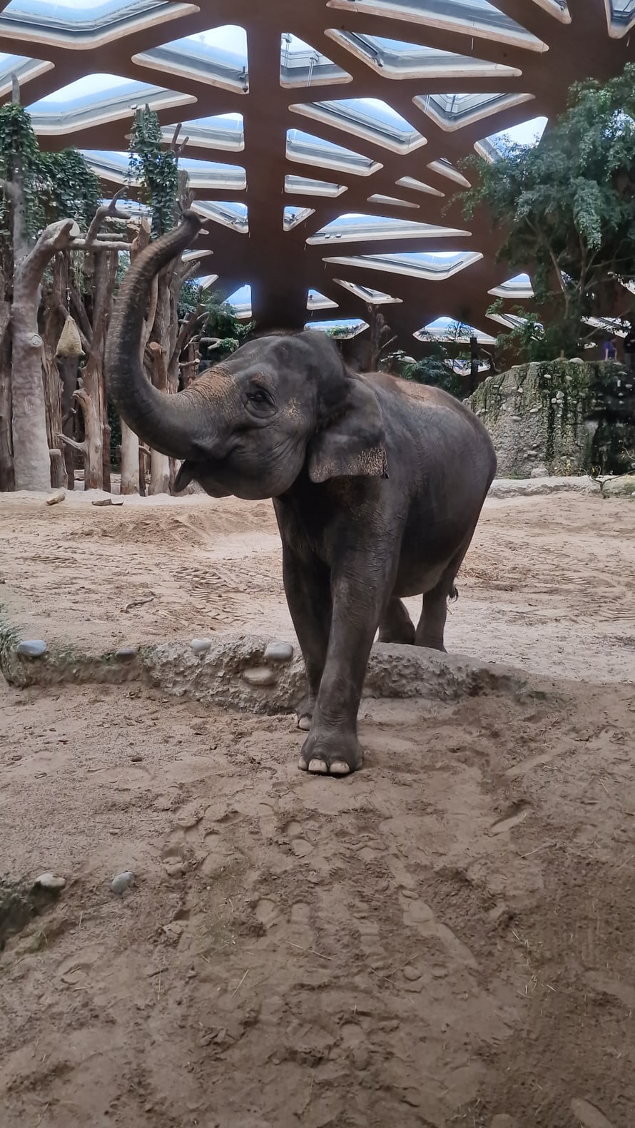 Asiatischer Elefant Panang in der Innenanlage des Kaeng Krachan Elefantenparks im Zoo Zürich.