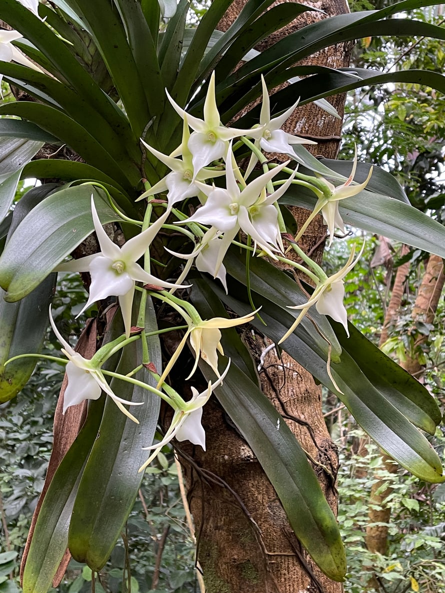 Stern von Madagaskar im Masoala Regenwald des Zoo Zürich.