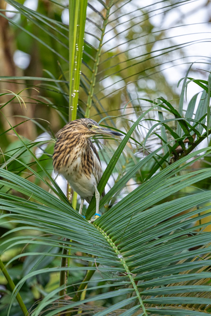Dickschnabelreiher im Masoala Regenwald des Zoo Zürich.