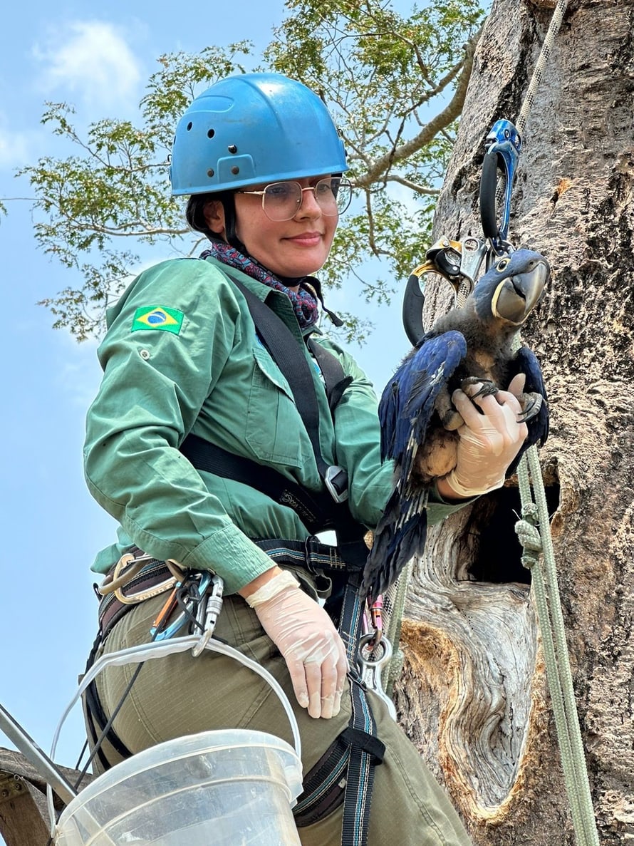 Conservation Fellow Fernanda Mussi Fontoura, Feldkoordinatorin am Institut Arara Azul. 