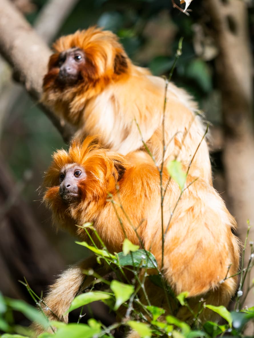 Goldgelbe Löwenäffchen im Zoo Zürich.