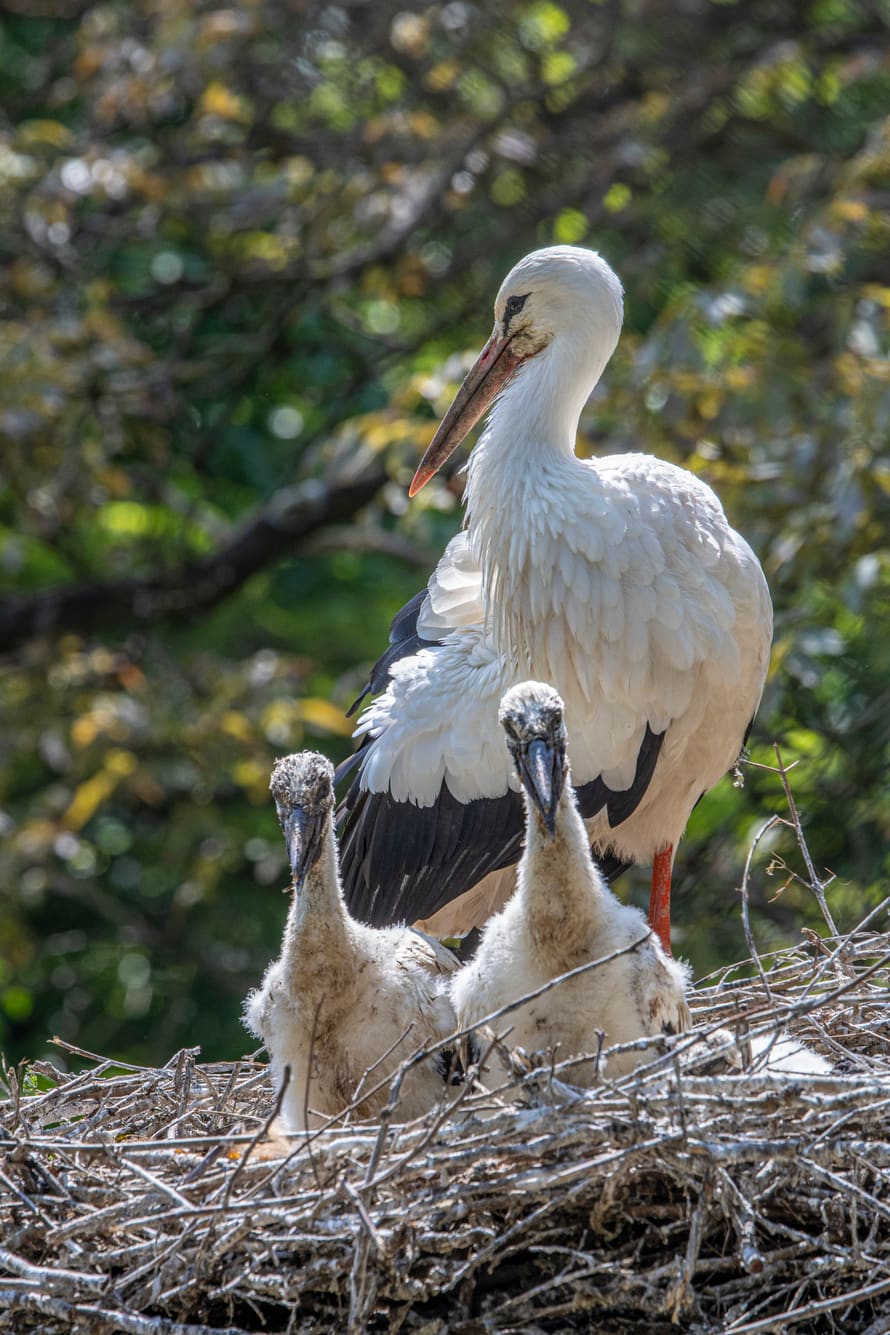 Zwei Jungstörche mit Elterntier im Zoo Zürich. 