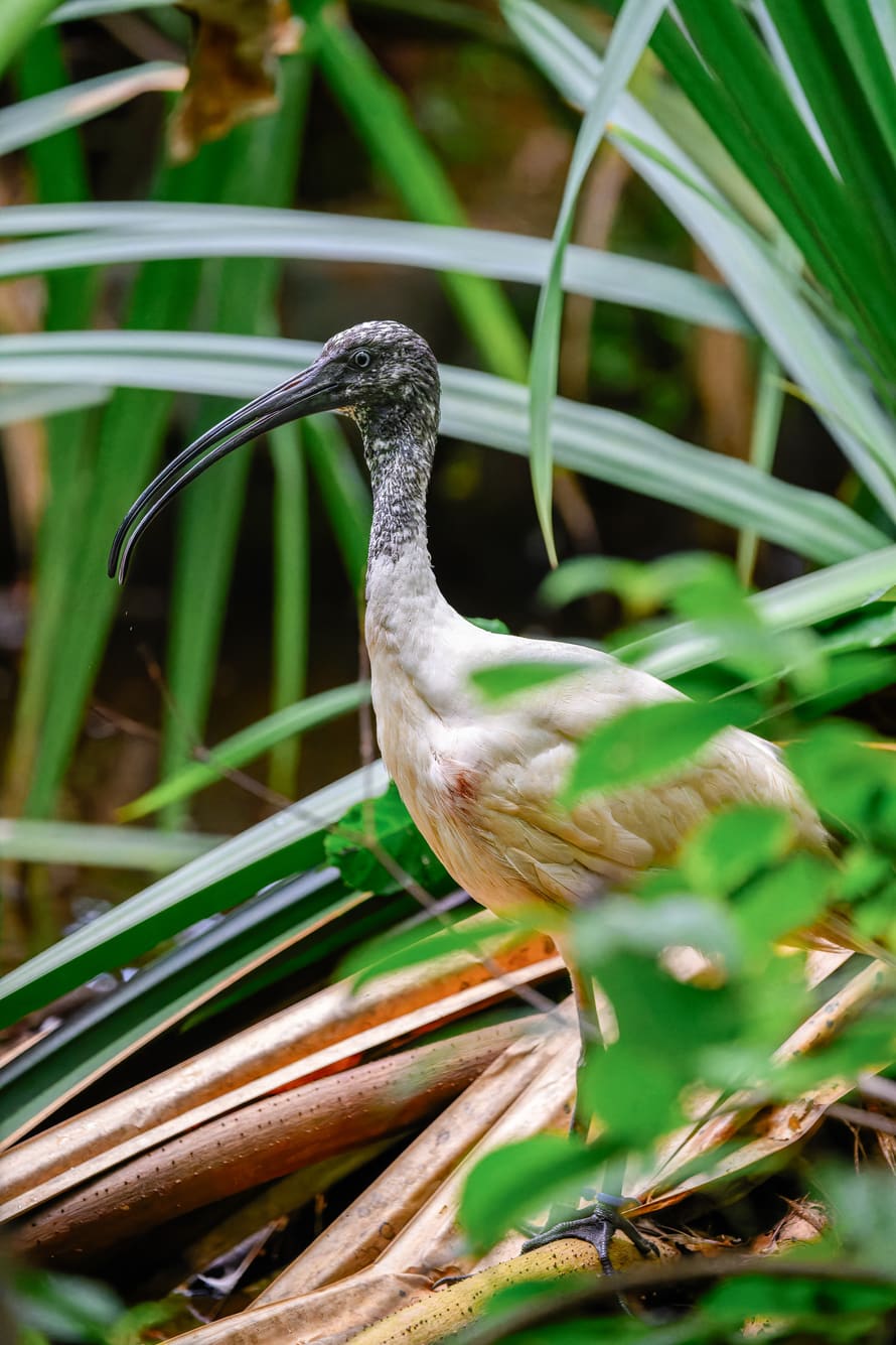 Hellaugenibis im Masoala Regenwald des Zoo Zürich.