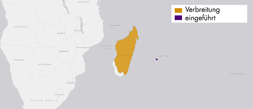 Verbreitungskarte Madagaskar-Perlwachtel
