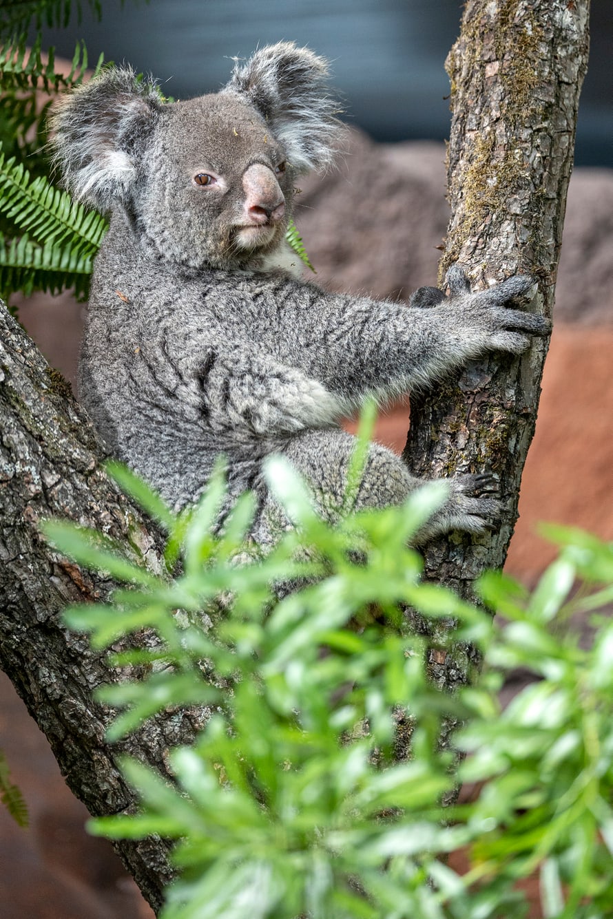Koalaweibchen Maisy im Australienhaus. 