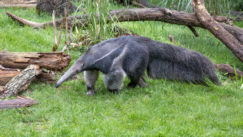 Grosser Ameisenbär im Zoo Zürich