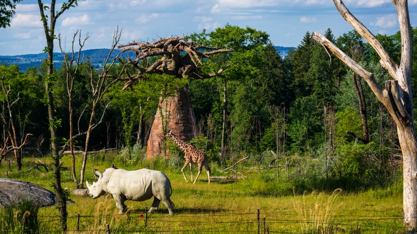 Breitmaulnashorn und Netzgiraffe in der Lewa Savanne im Zoo Zürich.