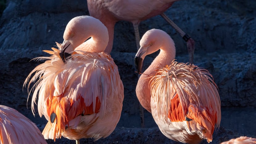 Chileflamingos im Pantanal des Zoo Zürich.