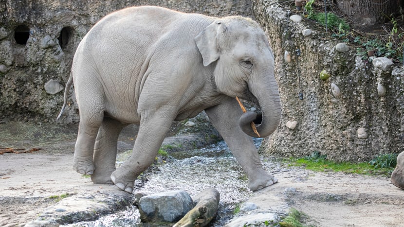 Omysha im Elefantenpark des Zoo Zürich. 