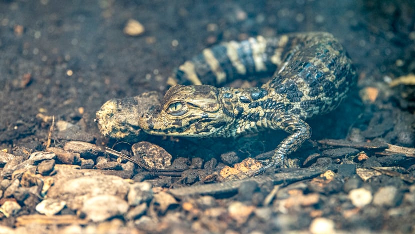 Junger Breitschnauzenkaiman im Zoo Zürich.
