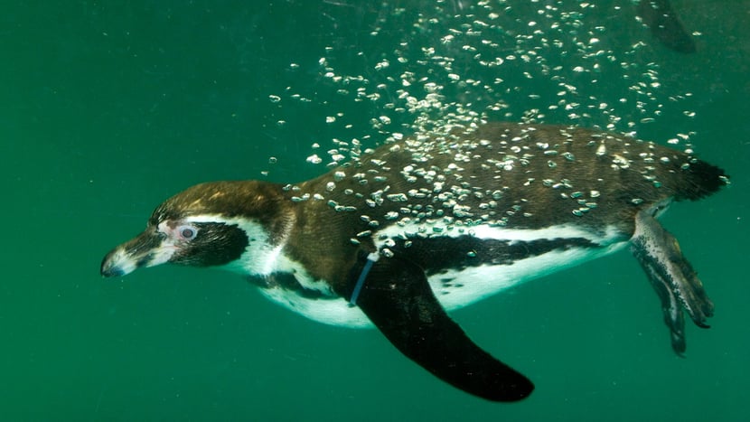 Humboldtpinguin im Zoo Zürich.