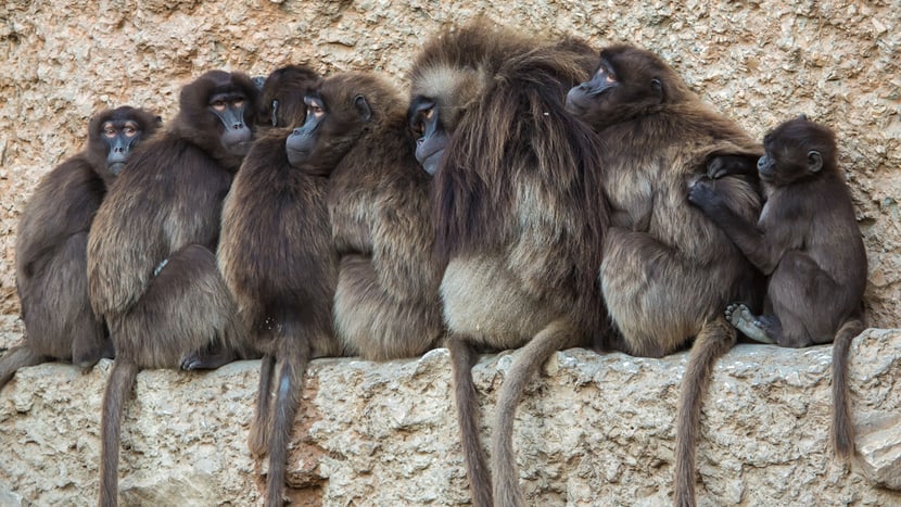 Dscheladas im Semien Gebirge des Zoo Zürich.