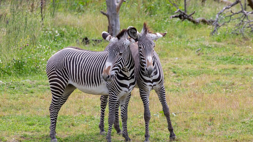 Grevyzebras in der Lewa Savanne im Zoo Zürich.