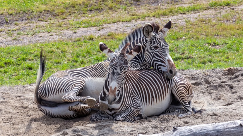 Grevyzebras in der Lewa Savanne im Zoo Zürich.