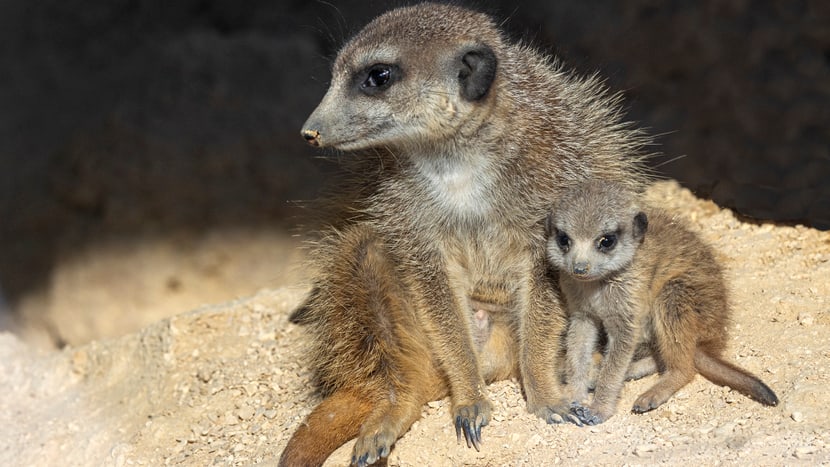 Ausgewachsenes Erdmännchen mit Jungtier im Zoo Zürich.
