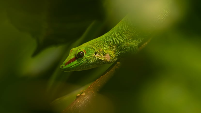 Grosser Madagaskar-Taggecko im Masoala Regenwald des Zoo Zürich.