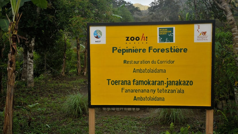 Baumschule zur Aufforstung im Korridor Region Ambatolaidama und Ilampy auf Madagaskar.