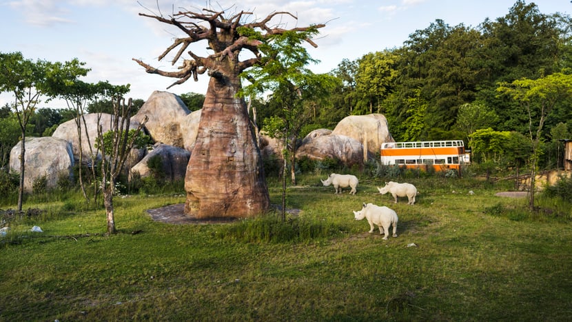Breitmaulnashörner auf der Lewa Savanne im Zoo Zürich.