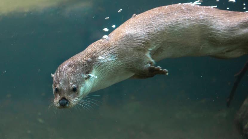 Europäischer Fischotter Tom im Zoo Zürich.