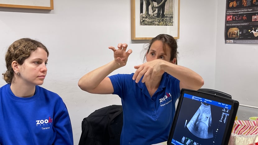 Tierärztin Dr. Maya Kummrow (r.) erklärt die Ultraschallaufnahmen von Farha. 