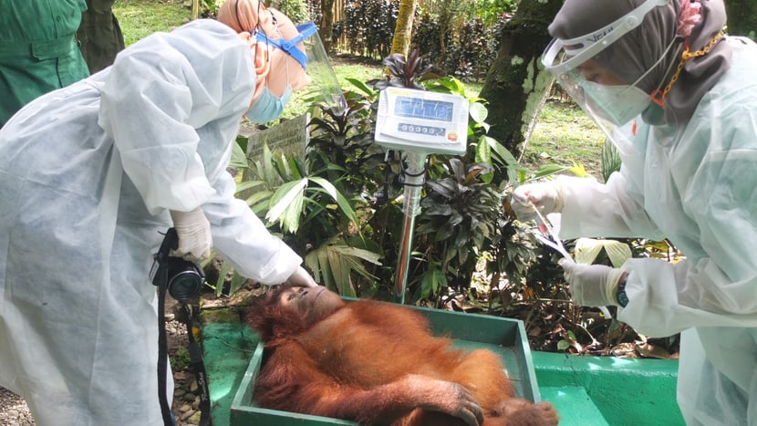 Orang-Utan Medizincheck