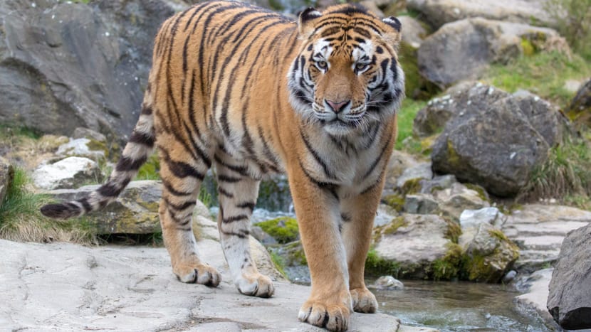 Armurtiger im Zoo Zürich. 