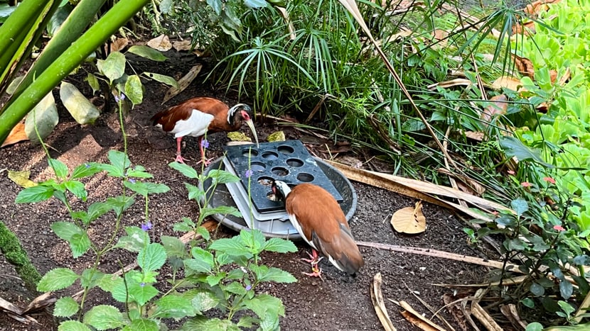 Mähnenibisse verköstigen sich an der spezielle für diese Vogelart konzipierten Stocherkiste.