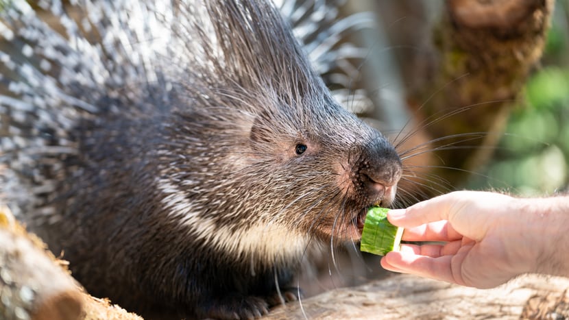 Fütterung der Stachelschweine in der Lewa Savanne des Zoo Zürich.