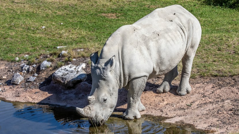 Nashornbulle Rami in der Lewa Savanne des Zoo Zürich