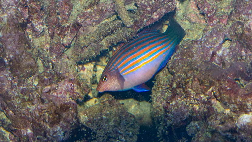 Sechsstreifen-Lippfisch im Aquarium des Zoo Zürich.