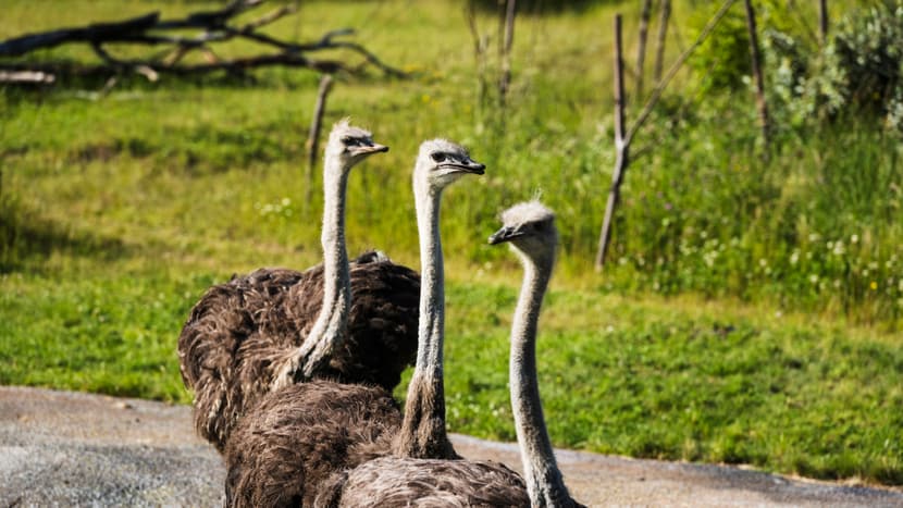 Strausse in der Lewa Savanne im Zoo Zürich.