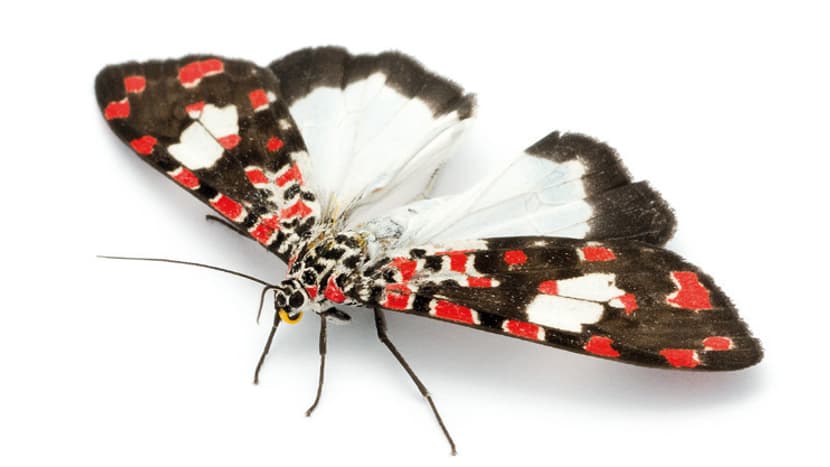 Nachtfalter Utetheisa elata (Fabricius, 1798) aus dem Buch «Magic Eyes of Madagascar» von Armin Dett.
