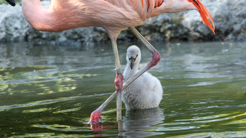 Junger Chile-Flamingo im Pantanal des Zoo Zürich.