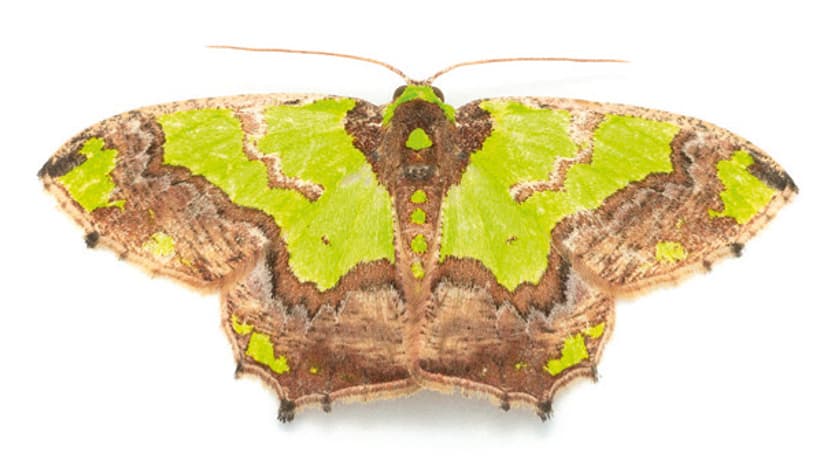Nachtfalter Agathia malgassa (Herbulot, 1978) aus dem Buch «Magic Eyes of Madagascar» von Armin Dett.