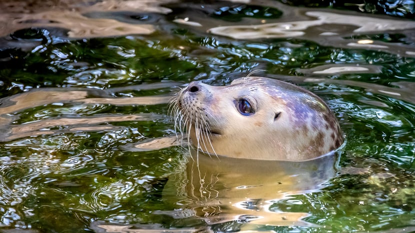 Seehund im Zoo Zürich.