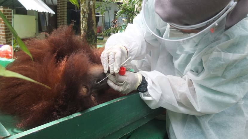 Swap Test Orang-Utan