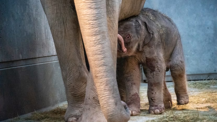 Elefanten mit neugeborenem Jungtier im Kaeng Krachan Elefantenpark im Zoo Zürich. 