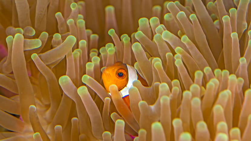 Roter Dreibinden-Anemonenfisch im Zoo Zürich.