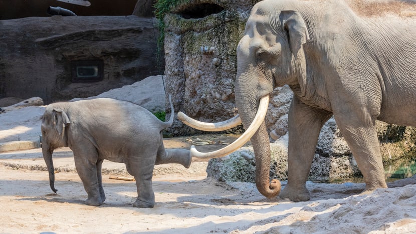 Asiatische Elefanten Maxi und Ruwanin im Kaeng Krachan Elefantenpark im Zoo Zürich.