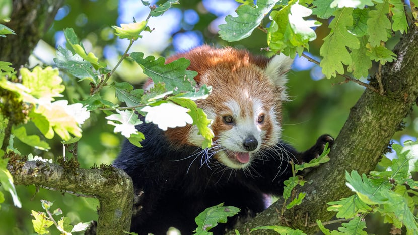 Kleiner Panda Tiang Tang im Zoo Zürich.