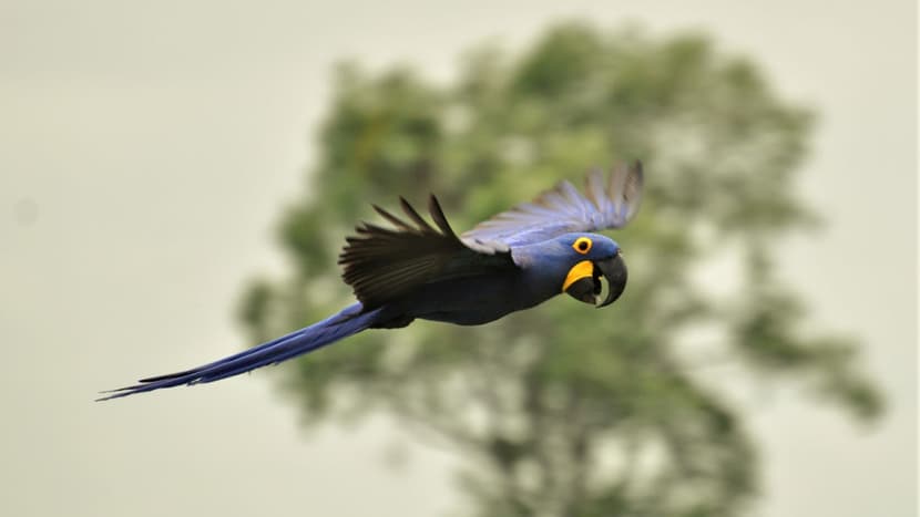 Hyazinthara im Flug