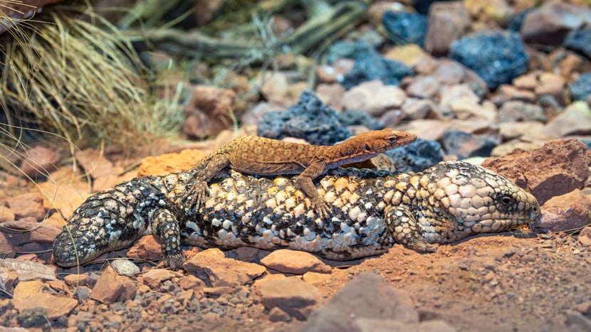 Pilbara-Felsenwaran auf dem Rücken einer Tannzapfenechse in der Australienanlage des Zoo Zürich.