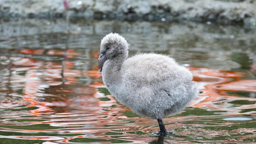 Junger Chile-Flamingo im Pantanal des Zoo Zürich.