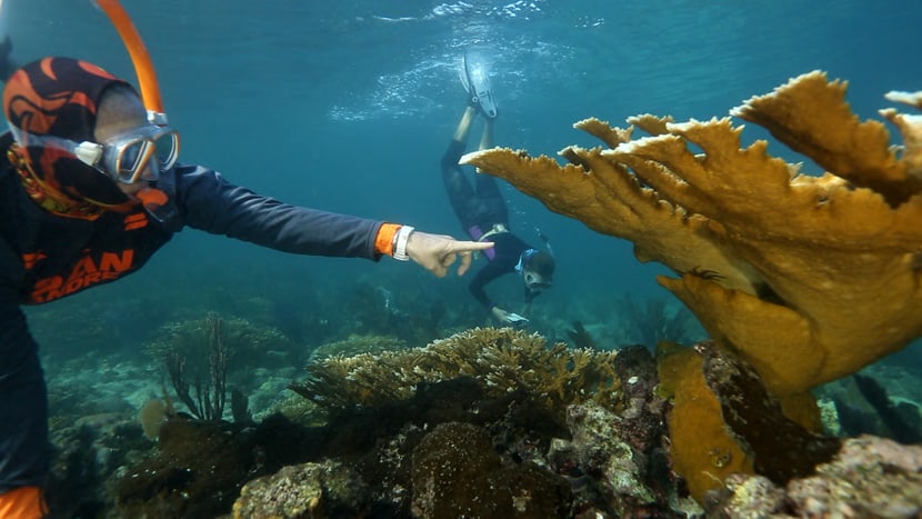 Bild aus dem Film «Biodiversity or Extinction: Mankind's greatest challenge».