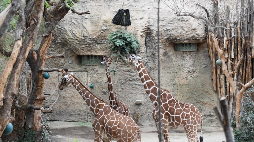 Eine willkommene Abwechslung für die Giraffen. 