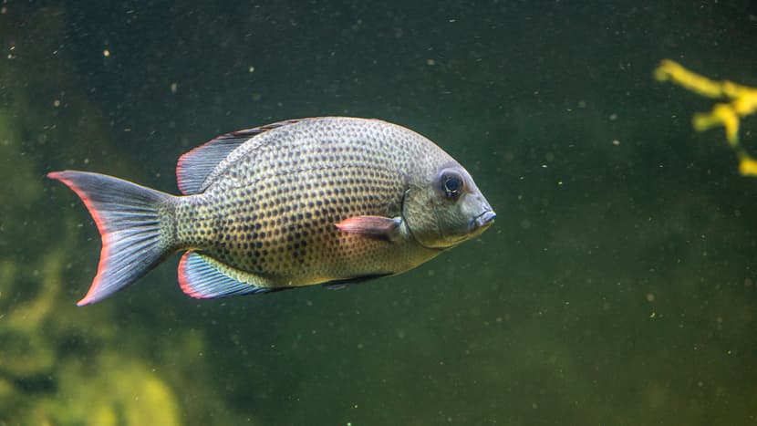 Menarambo-Buntbarsch im Zoo Zürich.
