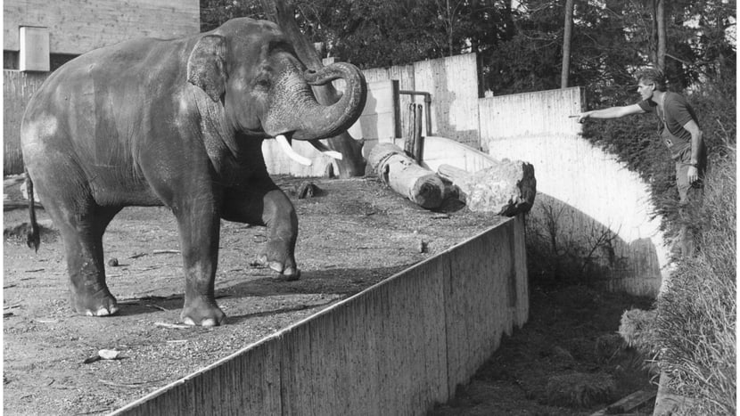 Asiatischer Elefant Maxi mit Tierpfleger Ruedi Tanner.
