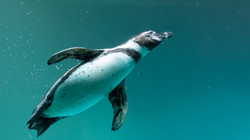 Schwimmender Humboldtpinguin im Zoo Zürich.