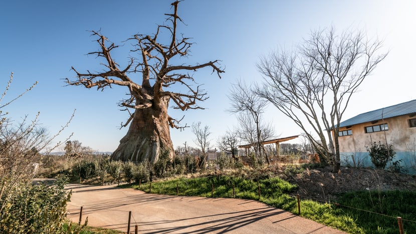 Grosser (Kunst-)Baobab im Lewa-Dorf.